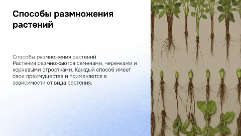 способы размножения растений