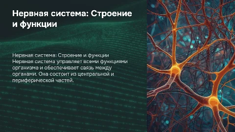 нервная система, строение и функция