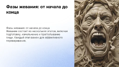 фазы жевания