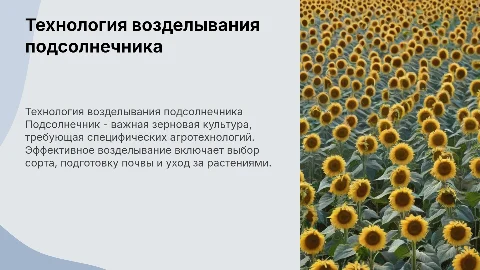 технология возделывания подсолнечника