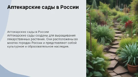 Аптекарские сады в России: история и значение