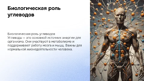 биологическая роль углеводов в организме человека