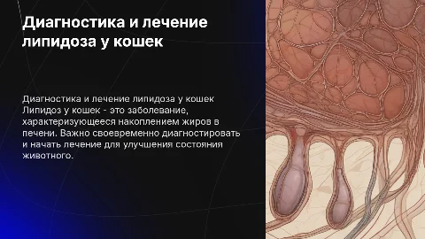 диагностика и схема лечения липидоза кошек