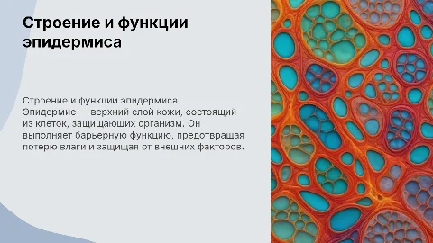 Строение эпидермиса