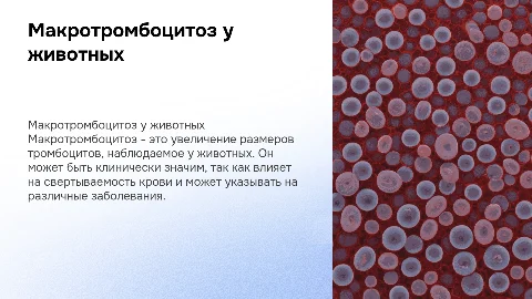 Макротромбоцитоз у животных. Клиническое значение