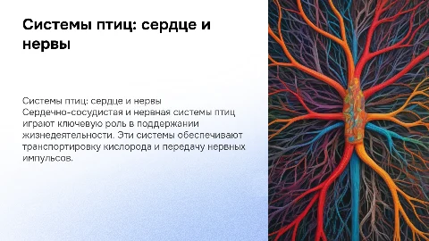 Сердечно сосудистая и нервная система птицы