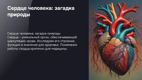 сердце человека