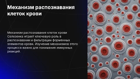 механизм распознавания форменных элементов крови в селезенке