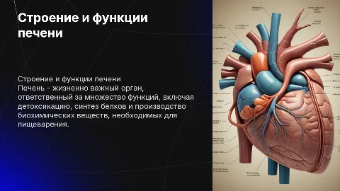 Внешнее и внутреннее строение печени: функции и триада