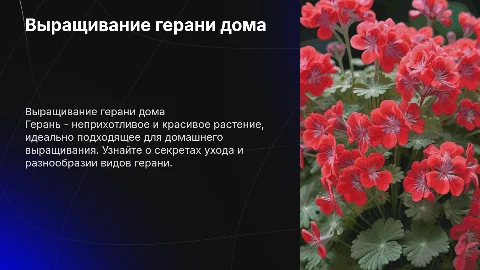 Я выращиваю герань у себя дома