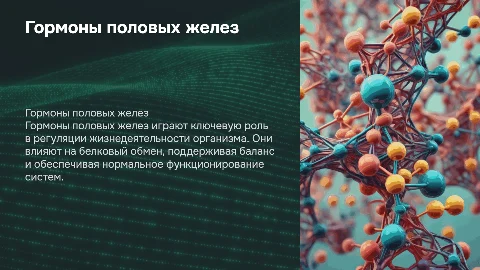 Гормоны половых желез и их влияние на белковый обмен