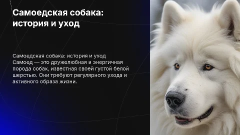 презентация о породе собак самоед