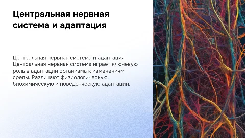 Центральная нервная система . Виды адаптации