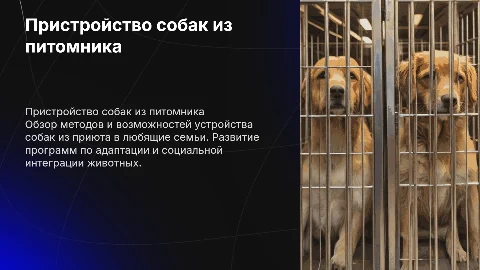Пристройство собак из питомника