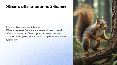 обыкновенная белка