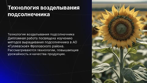 Технология возделывания подсолнечника в АО «Гуляевское»
