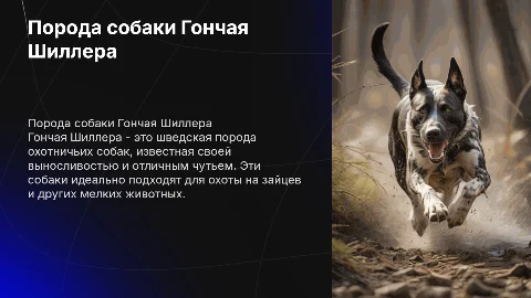 порода собаки Гончая Шиллера