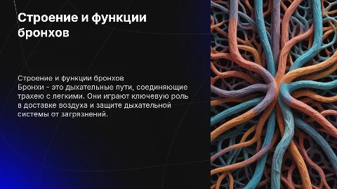 Бронхи