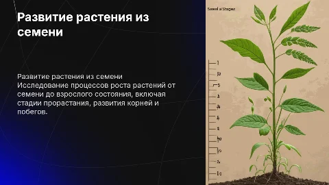 как развивается растение из семени