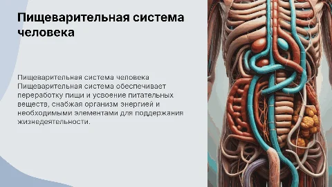 Пищеварительная система человека