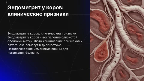 Эндометрит коров: клинические признаки и патогенез