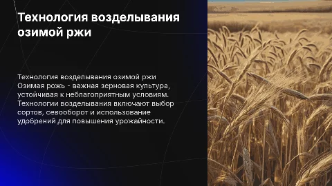 технология возделывания озимой ржи