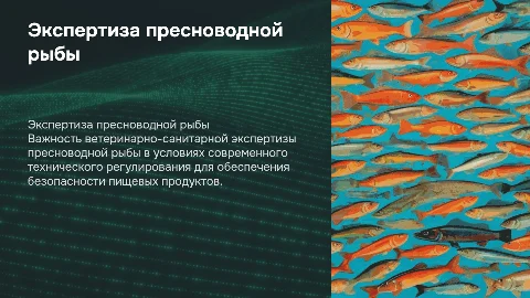 Доклад ВКР: Ветеринарно-санитарная экспертиза рыбы