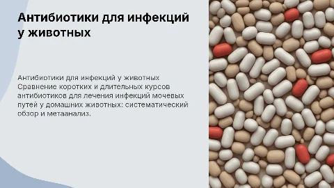 Короткие и длительные курсы антибиотиков для животных
