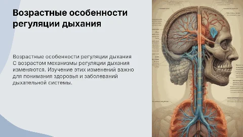 Возрастные особенности регуляции дыхания