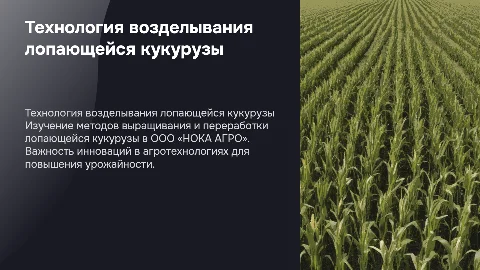 Технология возделывания лопающейся кукурузы в ООО «НОКА АГРО»