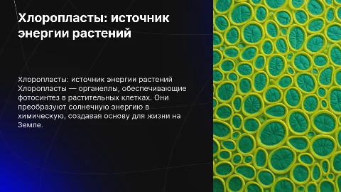 хлоропласты