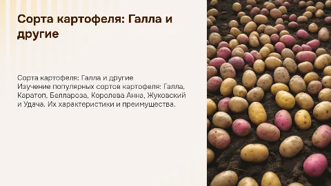 Сорта картофеля: Галла, Каратоп, Беллароза и другие
