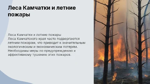 Леса Камчатки и летние пожары: проблемы и решения