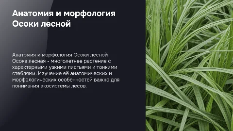 Анатомо-морфологические характеристики Осоки лесной