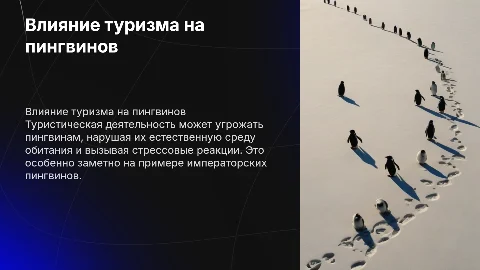 Воздействие человека на пингвинов: краткая презентация