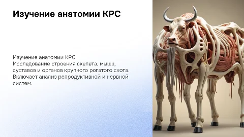 Изучение строения скелета и органов КРС
