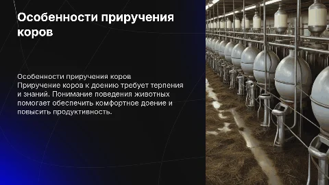 Особенности приручения коров к доению