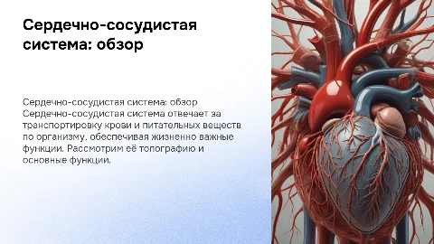 Сердечно-сосудистая система, обзор топография. функции