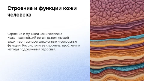 Строение кожи человека: функции, проблемы и решения