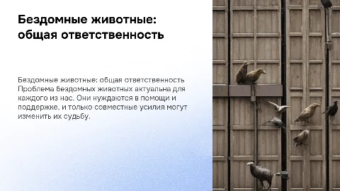 Бездомные животные-проблема каждого