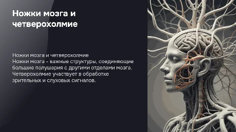 Ножки мозга четверохолие