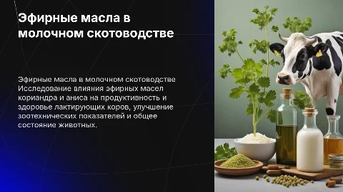 Смесь эфирных масел кориандра и аниса для лактирующих коров