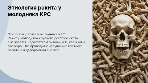 Этиология заболевания "Рахит молодняка КРС"