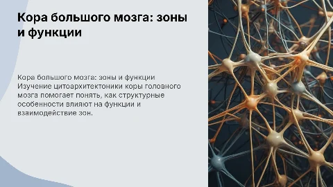 Кора большого мозга: зоны, строение и функции