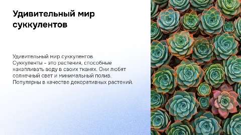 Суккулент