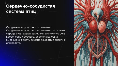 Сердечно сосудистая система птицы