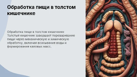 Механическая и химическая обработка пищи в толстом кишечнике