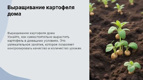 как в домашних условиях вырастить кортофель