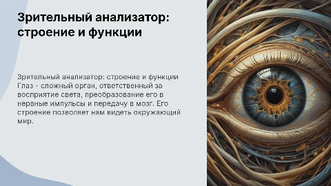 Зрительный анализатор. Строение и функции глаза"