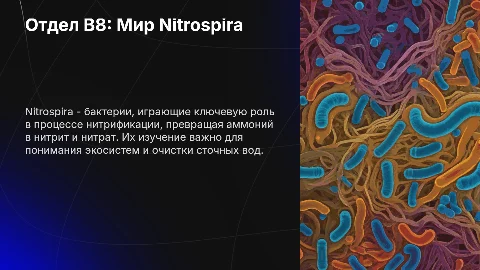 Отдел B8 Nitrospira